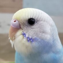 爽やかパステルレインボーのセキセイインコ