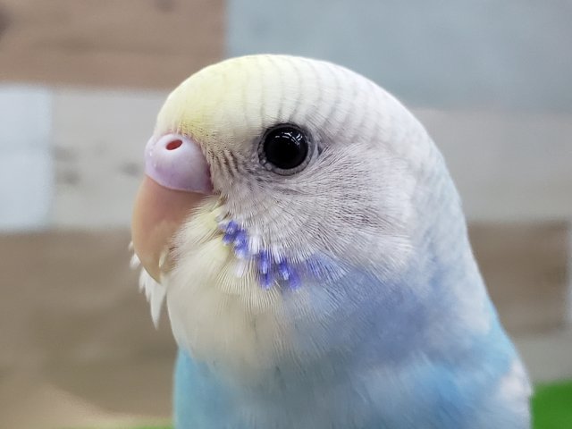 爽やかパステルレインボーのセキセイインコ