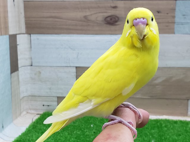 セキセイインコ