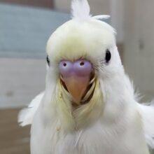 ゴージャスな巻き毛のセキセイインコ