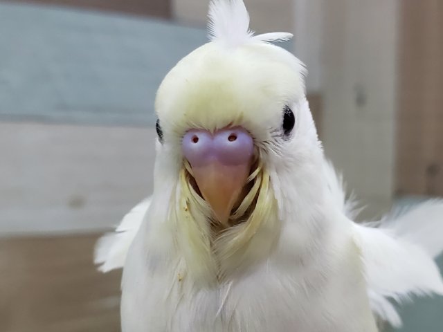 ゴージャスな巻き毛のセキセイインコ