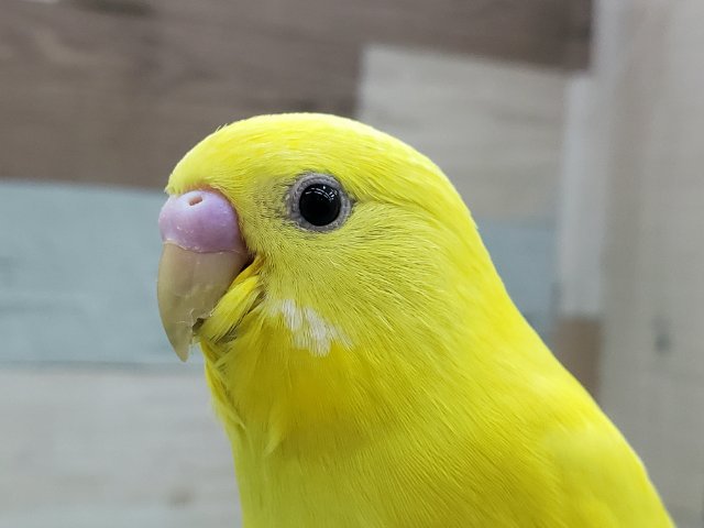 まぶしい黄色のセキセイインコ！ダブルファクターだよ。