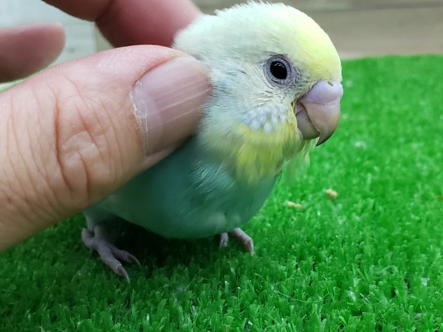 セキセイインコ