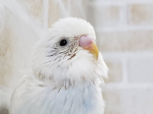 ダブルファクター！？よ～くみるとカラフルセキセイインコ