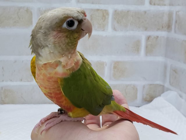 ホオミドリウロコインコ