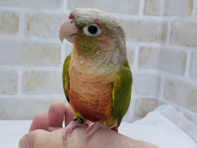 ホオミドリウロコインコ