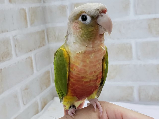 ホオミドリウロコインコ