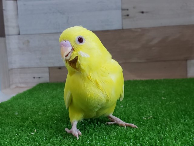 セキセイインコ