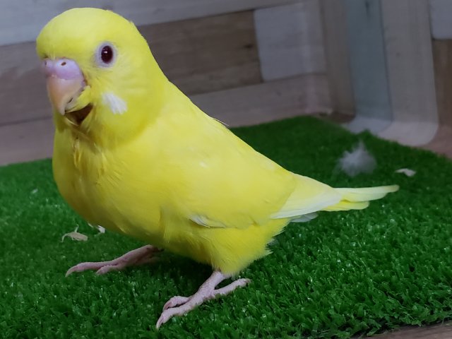 セキセイインコ