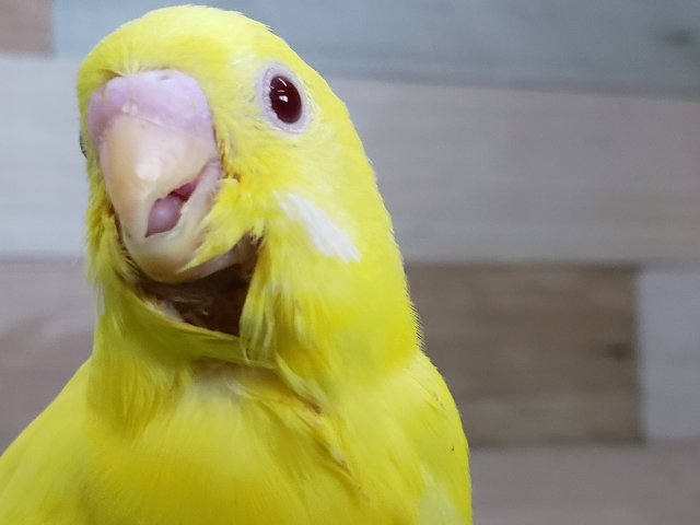 キラキラのルチノーセキセイインコいますよ。