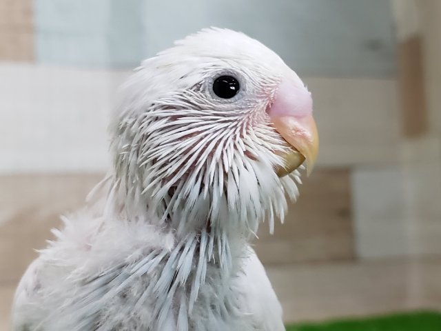 やっぱり素敵！セキセイインコダブルファクター入荷です