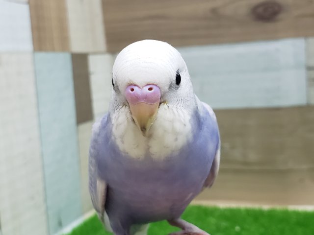 絶対可愛い！スパングルセキセイインコいますよ！