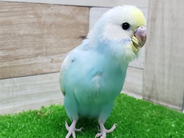 素敵な色のパステルレインボーセキセイインコいますよ。