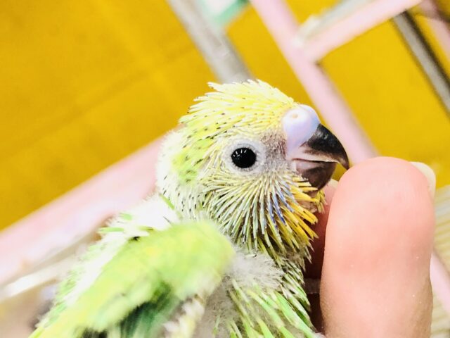 セキセイインコ