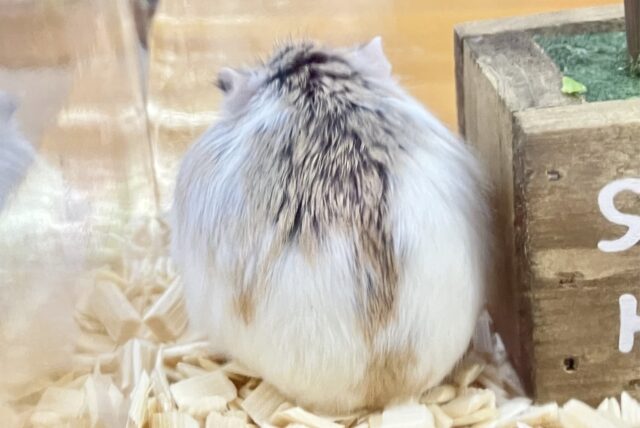 ロボロフスキーハムスター