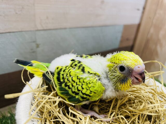 セキセイインコ