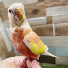 最新画像あります☆ヒナ餌卒業‼️ピンクとイエローの可愛いコ！！アキクサインコのルビノー！