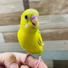 最新画像あります☆ヒナ餌卒業‼️模様が少なめ黄ハルクイン⭐️走って元気いっぱいです！