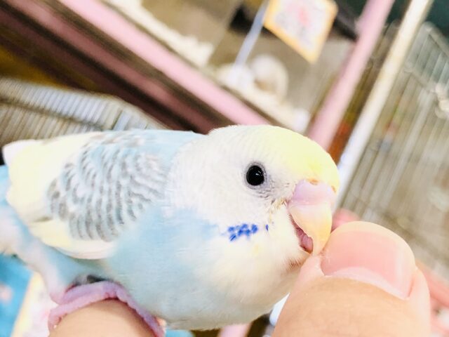 淡めカラーレインボー！　セキセイインコ　R５　８／２３撮影