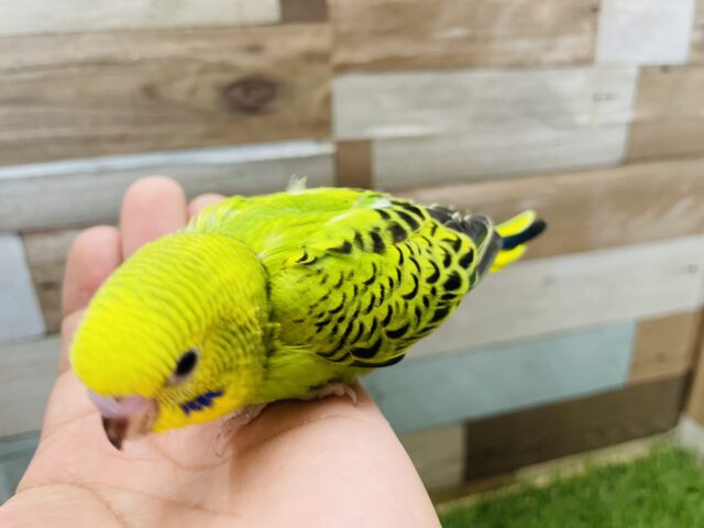 セキセイインコ