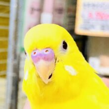 元気印のイエローカラー　セキセイインコ　R５　８／２３撮影