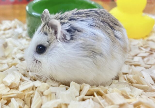 ロボロフスキーハムスター