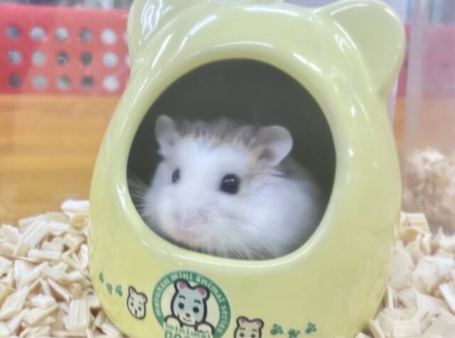 ロボロフスキーハムスター