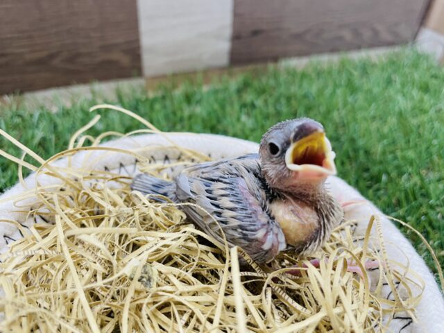 シルバーイノ文鳥