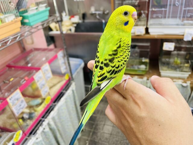 セキセイインコ