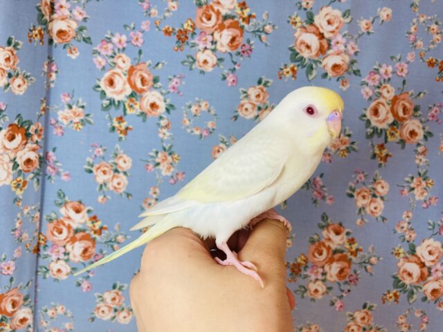 至高の美❤︎手乗りセキセイインコ(ファロー)🕊🫧