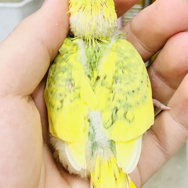セキセイインコ