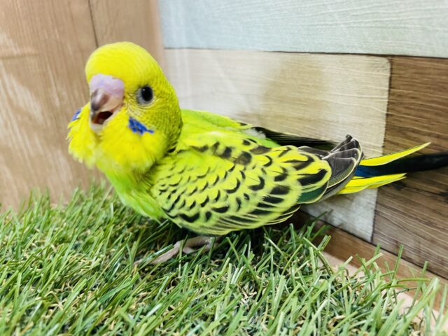 セキセイインコ