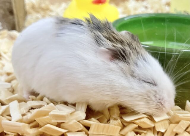 ロボロフスキーハムスター