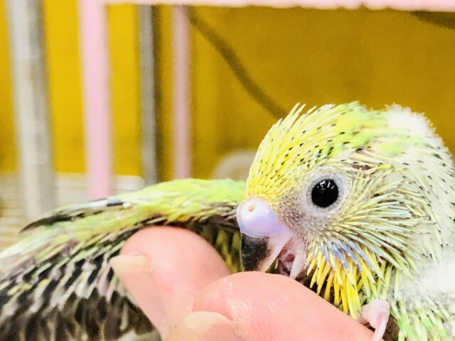 セキセイインコ