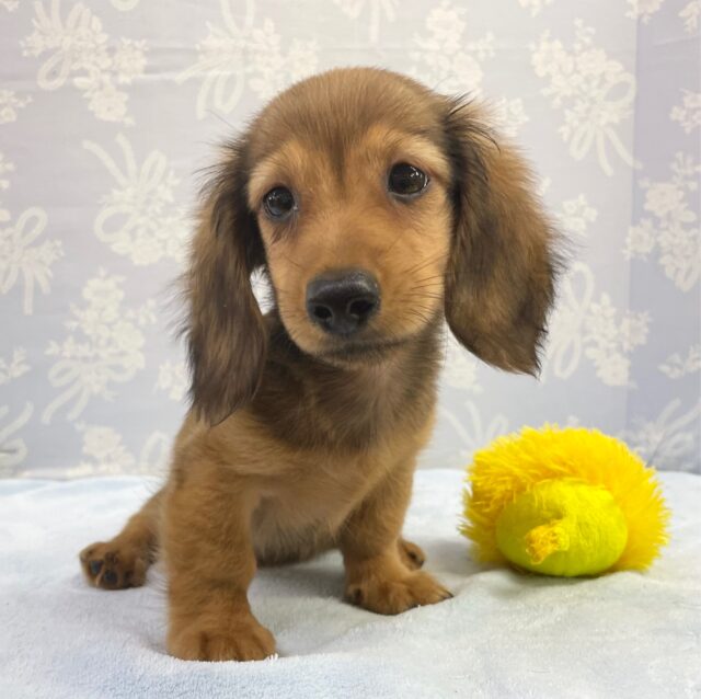 ミニチュアダックス