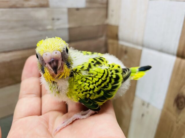 セキセイインコ