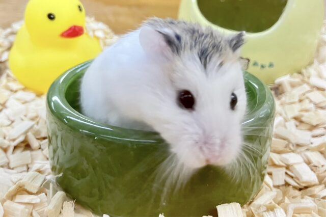 ロボロフスキーハムスター