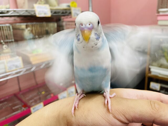 セキセイインコ