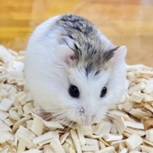 ✨️最新画像あります✨️クシクシ🐹ロボロフスキーハムスター(パイド)女の子♥️2022年12月生まれ