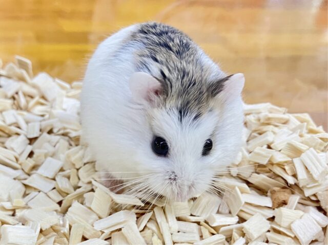 ✨️最新画像あります✨️クシクシ🐹ロボロフスキーハムスター(パイド)女の子♥️2022年12月生まれ