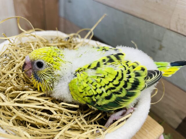 セキセイインコ