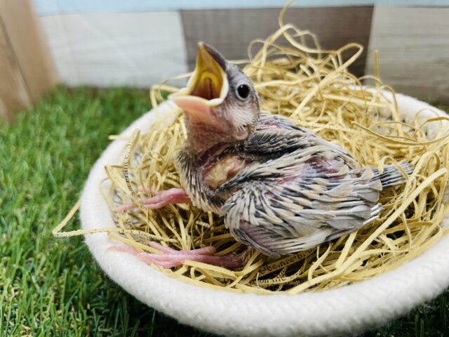 今期初入舎☆かっこよさと可愛さを兼ね備えたコ！シルバーイノ文鳥！！