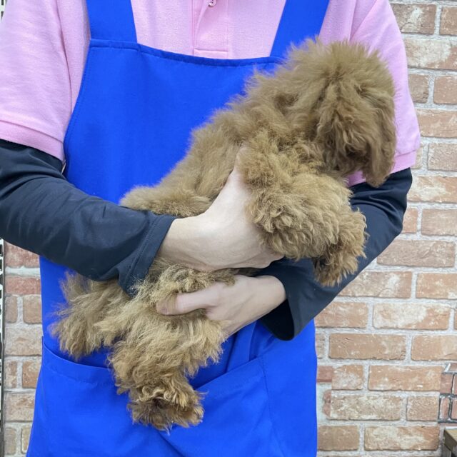 最新画像!甘えさせて〜☺️マルチーズ×トイプードル(クリーム) 男の子☆ 2023年7月1日生まれ! マルプー