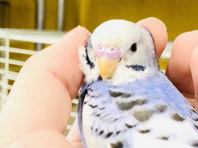 定番人気！ホワイトカラーとブルーに黒い模様がアクセント！　セキセイインコ　R５　８／２３撮影