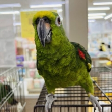 中型インコフェア!可愛い子がいっぱい♡