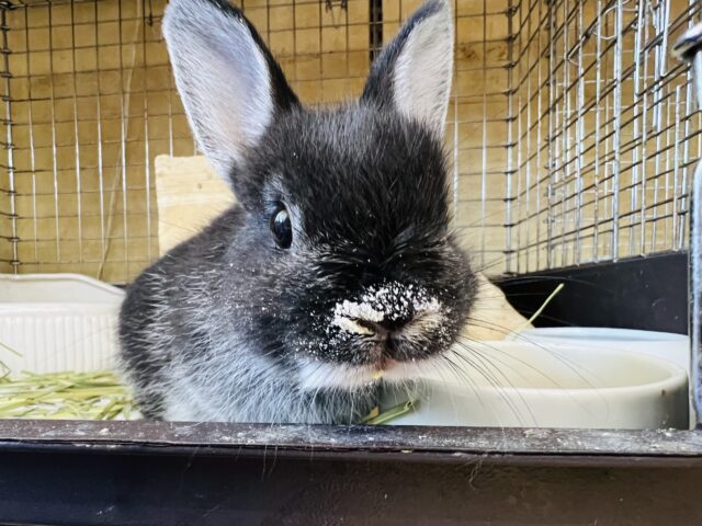 食いしん坊？ブラックのネザーランドドワーフ♡