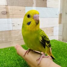 世話好き？明るい性格のセキセイインコ〜