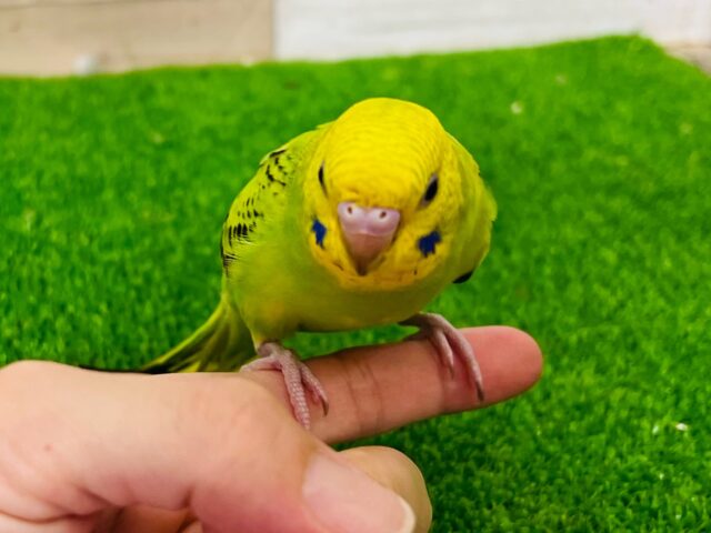 セキセイインコ