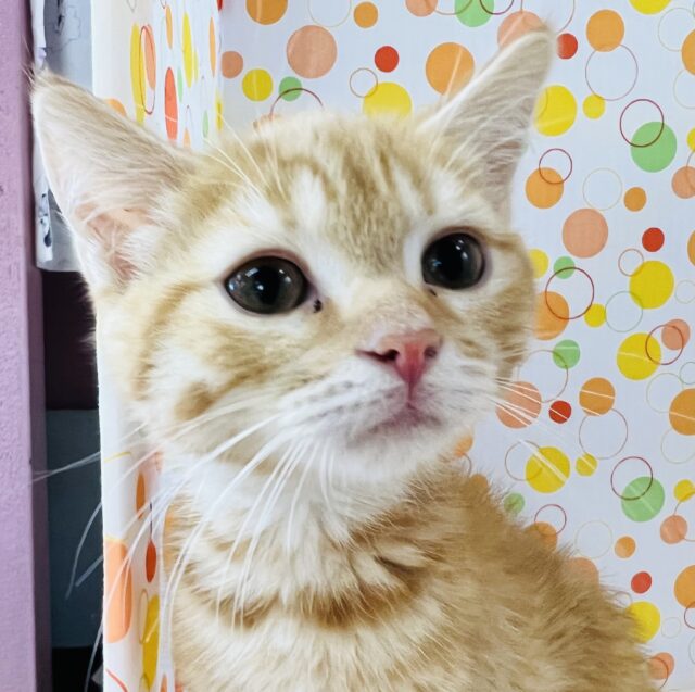 スコティッシュフォールド