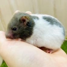 無防備な姿にキュン🫰　カラーハムスター　白×黒　女の子